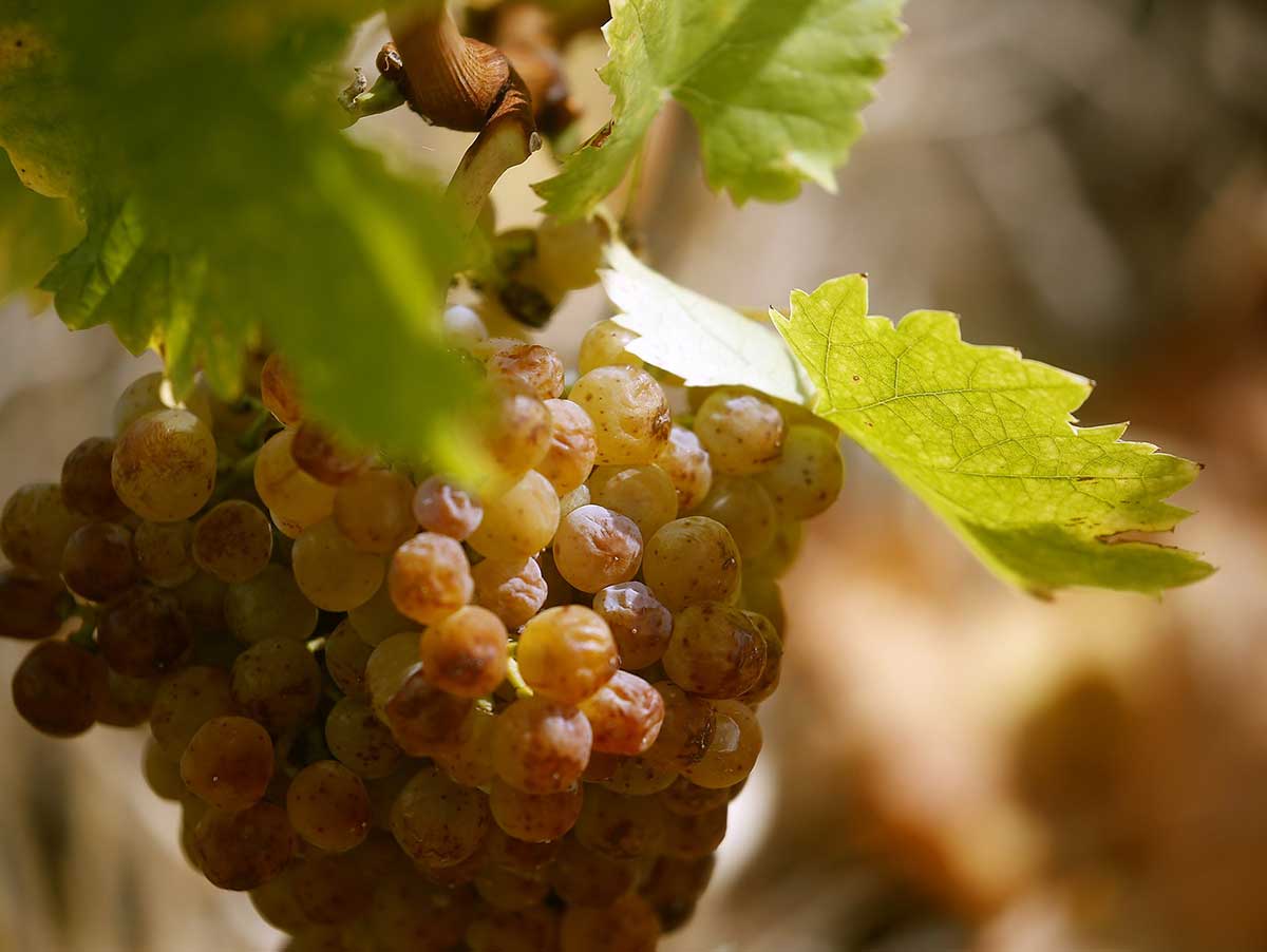 Мускат позднего сбора