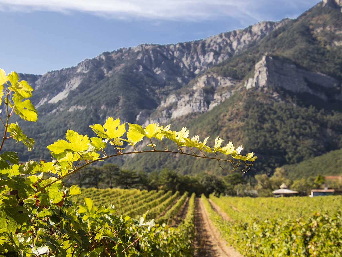 Вино тихое крепленое