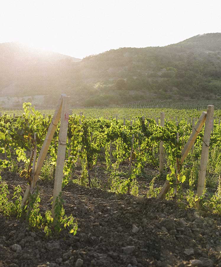 Десертное вино