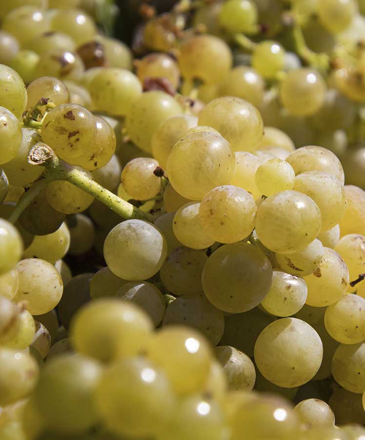 Вино тихое крепленое