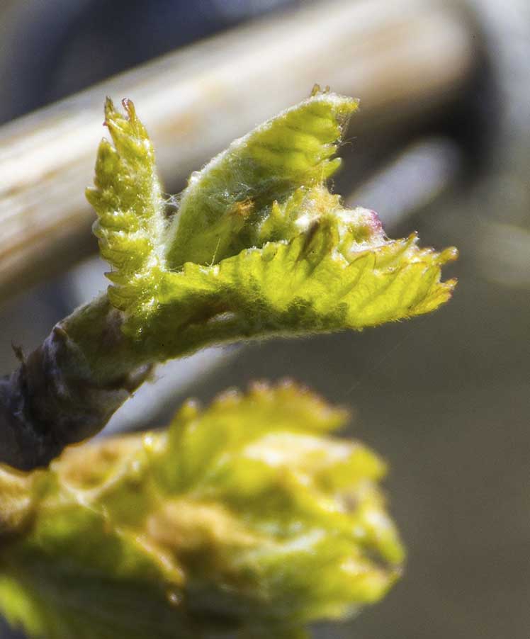 Базовая линейка