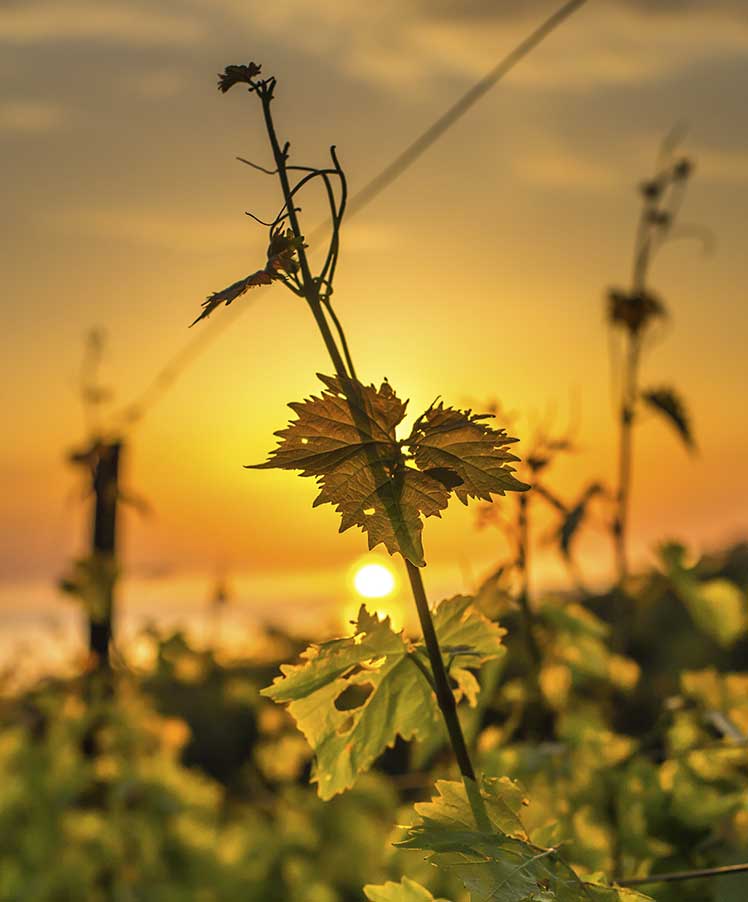 Мускат позднего сбора